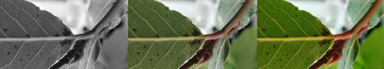 식물에서 검정색 반점이 생기는 이유는 뭔가요?