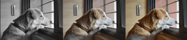 강아지가 외로움을 너무 타는데 왜그럴까?