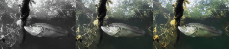 배스 낚시 후 왜 놓아주나요?