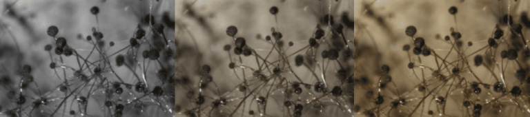 습하고 물기가 많은 곳 곰팡이가 잘생기는 입속도 습한대 곰팡이가 생기지 않는 이유는 먼가요?